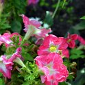 Petunia x 'Limbo saumon'